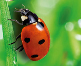 Glückskäfer-Prinzip Das Glückskäferprinzip